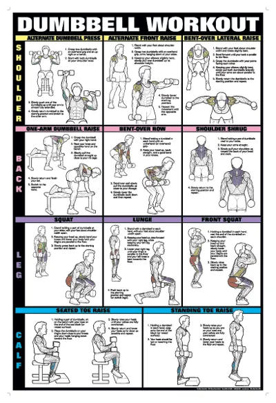 Chart Series II Dumbell Exercises - Shoulder, Back, Leg, Calf Poster